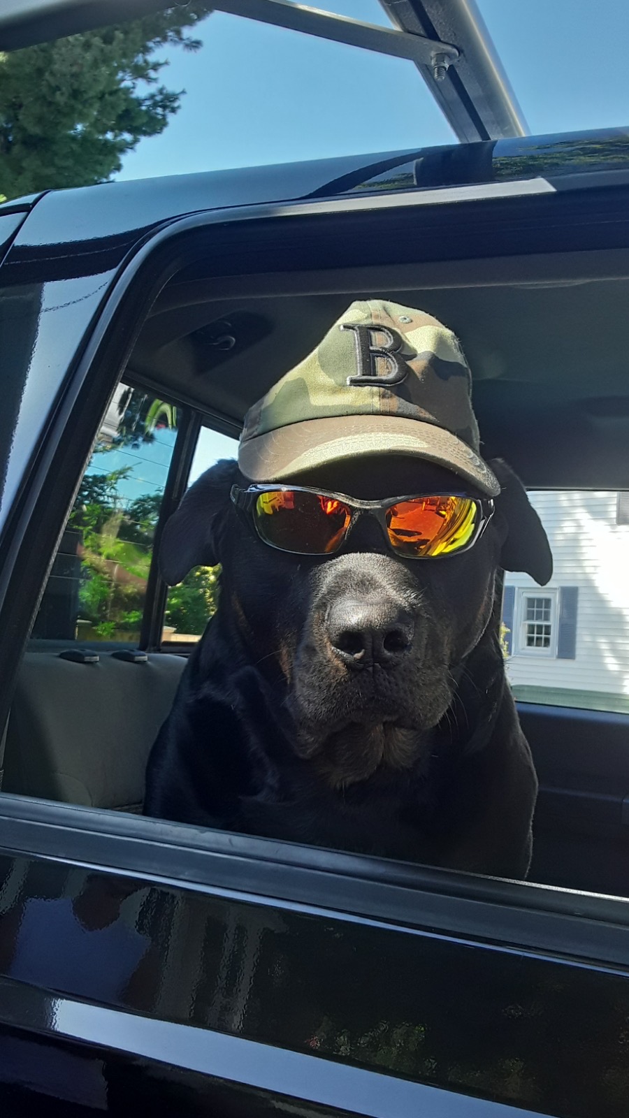 Ferragamo Builders' black Labrador site supervisor wearing a camo cap and sunglasses